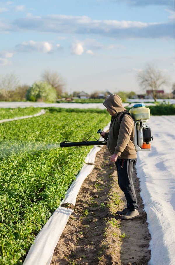 What are the best practices for dealing with UK campsite pests like wasps and ants?