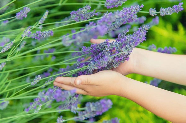 Where to find the best lavender fields to visit in the UK?